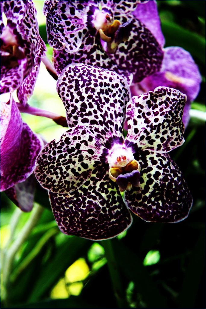 Klicke auf die Grafik für eine größere Ansicht 

Name:	Orchid.1 (939 x 1409).jpg‎ 
Hits:	356 
Größe:	160,6 KB 
ID:	10390