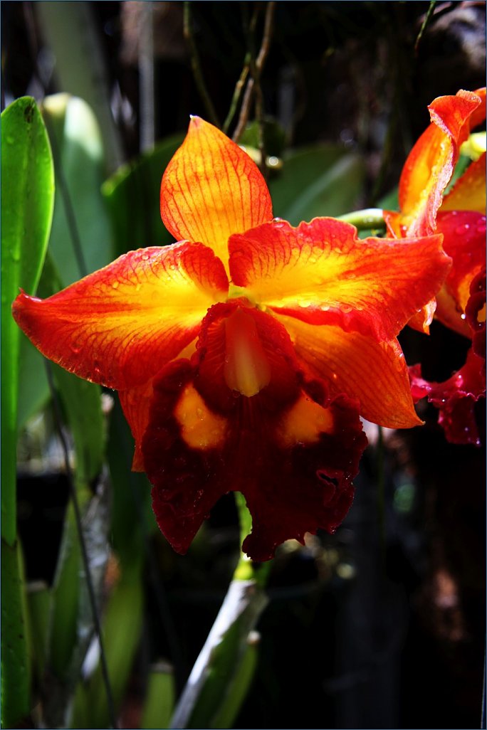 Klicke auf die Grafik für eine größere Ansicht 

Name:	Orchid.2 (939 x 1409).jpg‎ 
Hits:	360 
Größe:	89,1 KB 
ID:	10391
