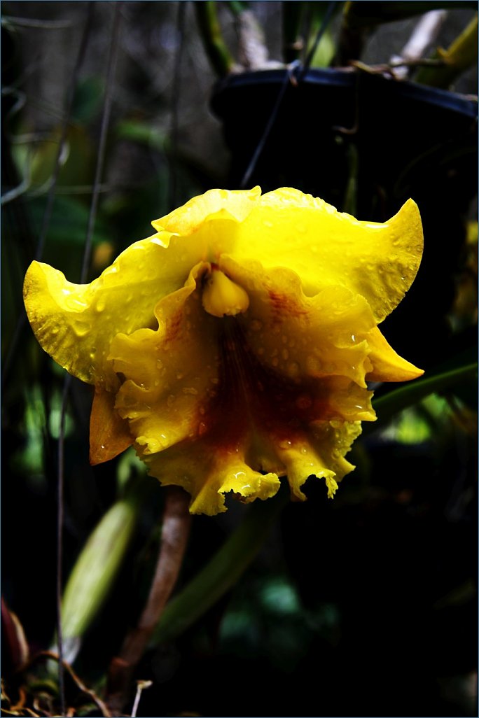 Klicke auf die Grafik für eine größere Ansicht 

Name:	Orchid.3 (939 x 1409).jpg‎ 
Hits:	381 
Größe:	73,1 KB 
ID:	10392