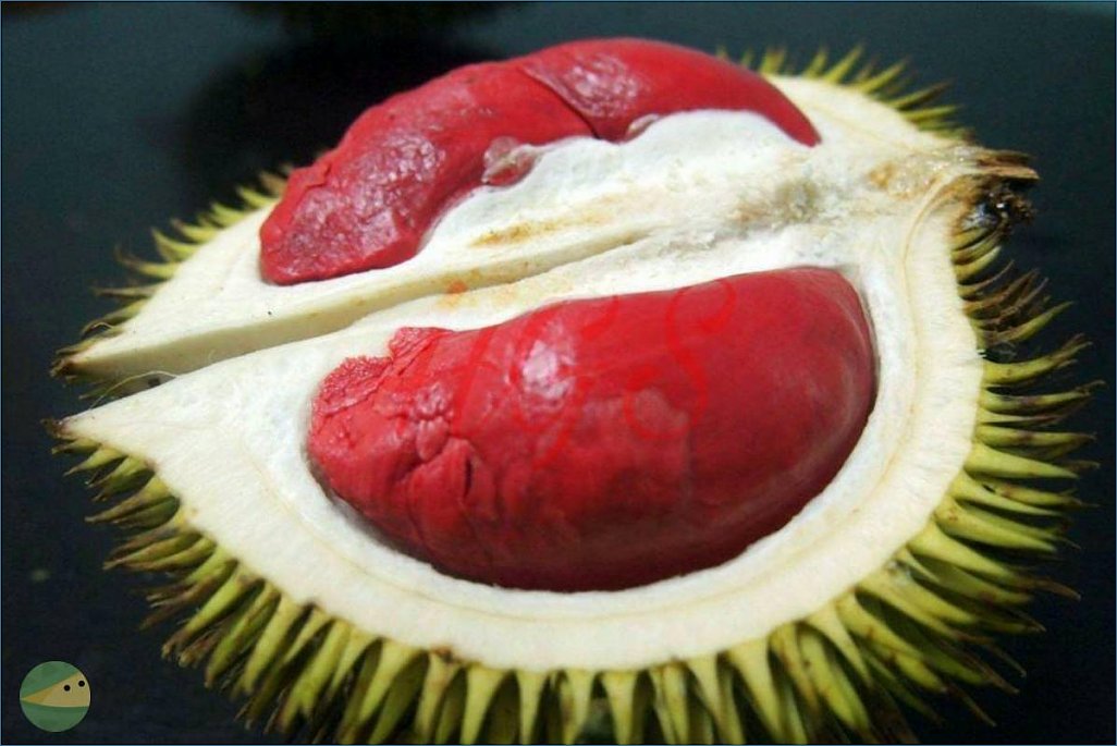Klicke auf die Grafik für eine größere Ansicht 

Name:	Durian rot.jpg‎ 
Hits:	333 
Größe:	97,5 KB 
ID:	11856
