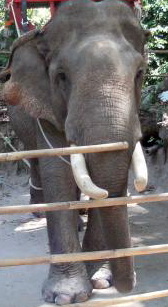 Name:  Elefant2.jpg
Hits: 458
Größe:  25,9 KB
