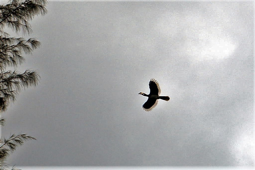 Name:  Fliegender Hornbill.jpg
Hits: 668
Größe:  120,9 KB