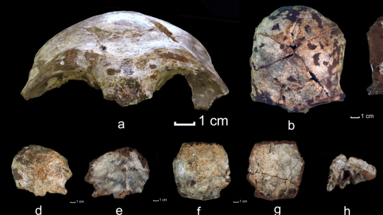 Name:  schaedelfund-laos-aeltestes-fossil-suedostasiens.jpg
Hits: 523
Größe:  76,7 KB